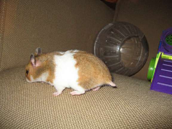 My hamster Lucy on the couch for the third time.