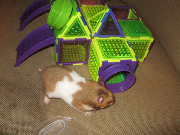 My hamster Lucy on the couch for the third time.