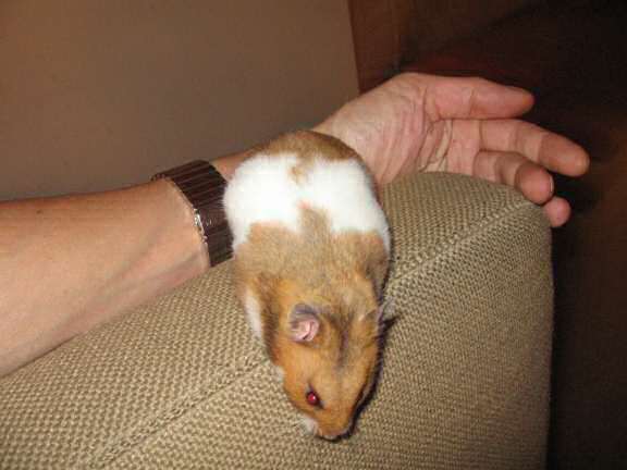 My hamster Lucy on the couch for the third time.