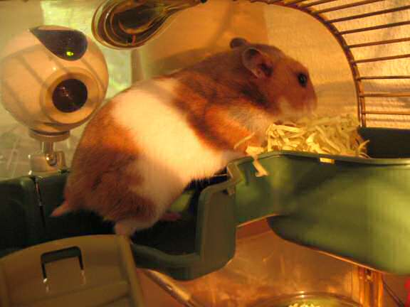 My hamster Lucy making preperations for her bedroom.