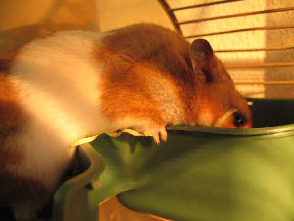 My hamster Lucy making preperations for her bedroom.