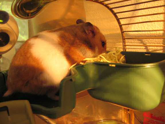 My hamster Lucy making preperations for her bedroom.