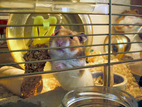 My hamster Lucy cheering me up.