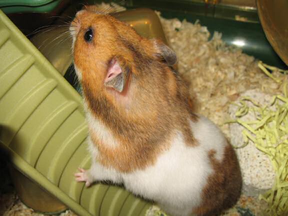 My hamster Lucy cheering me up.