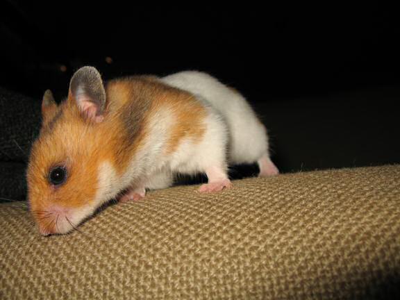 Bonding with my hamster Lucy (3.0).