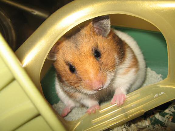 Bonding with my hamster Lucy (3.0).