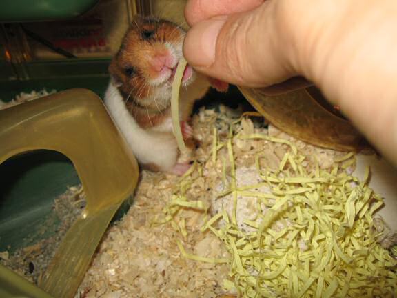 My hamster Lucy (3.0), enjoying some pasta.