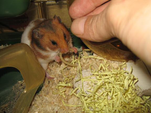 My hamster Lucy (3.0), enjoying some pasta.