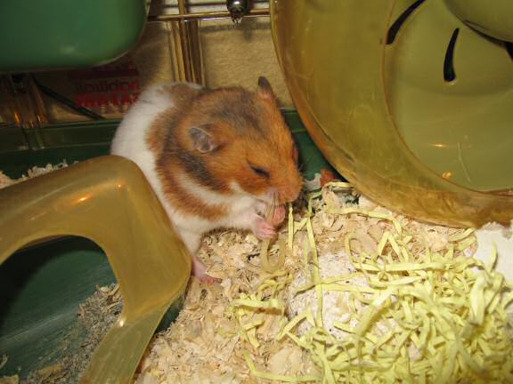 My hamster Lucy (3.0), enjoying some pasta.