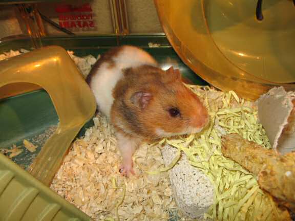 Updating my hamster Lucy (3.0).