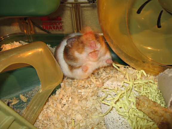 Updating my hamster Lucy (3.0).