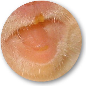 Updating my hamster Lucy (3.0).