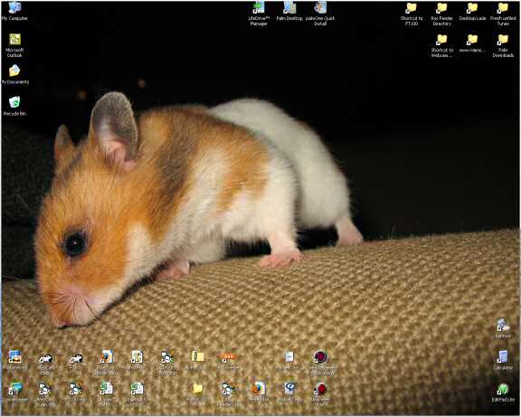 My desktop wallpaper starring my hamster Lucy (3.0).