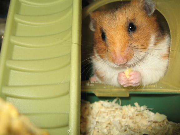 Loungin' with my hamster Lucy (3.0).