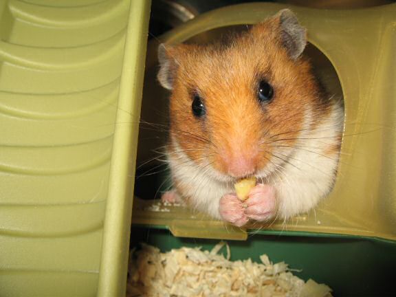 Loungin' with my hamster Lucy (3.0).