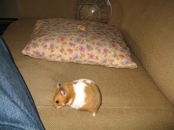My hamster Lucy (3.0) enjoyin' half a walnut.