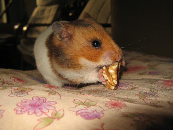 My hamster Lucy (3.0) enjoyin' half a walnut.