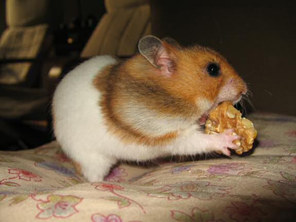 My hamster Lucy (3.0) enjoyin' half a walnut.