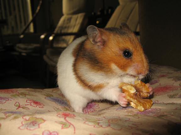 My hamster Lucy (3.0) enjoyin' half a walnut.
