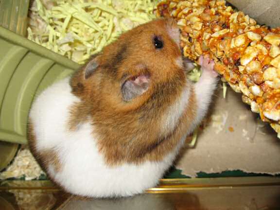 My hamster Lucy (3.0) enjoyin' a Vitakraft Kräcker™.