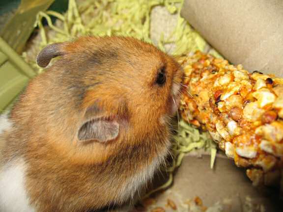 My hamster Lucy (3.0) enjoyin' a Vitakraft Kräcker™.