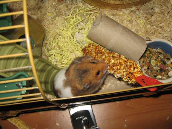 My hamster Lucy (3.0) enjoyin' a Vitakraft Kräcker™.