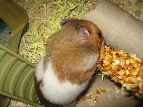 My hamster Lucy (3.0) enjoyin' a Vitakraft Kräcker™.