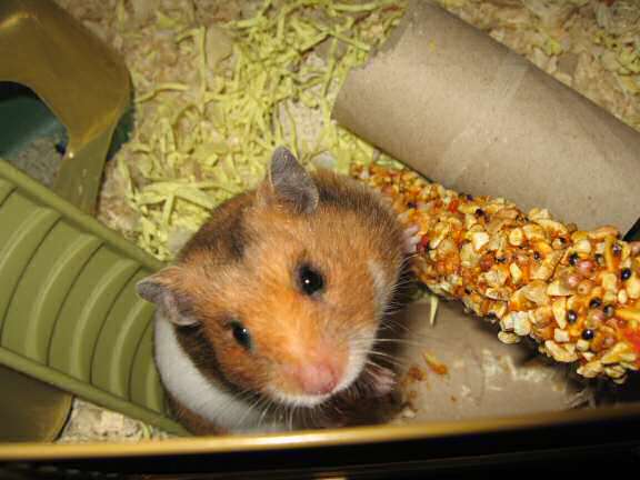 My hamster Lucy (3.0) enjoyin' a Vitakraft Kräcker™.