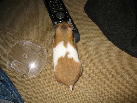 My hamster Lucy wanting to control the new webcam HamsterTracker obtained.