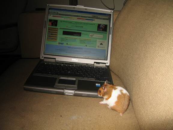 Showing my hamster Lucy (3.0) the HamsterTracker.com website.