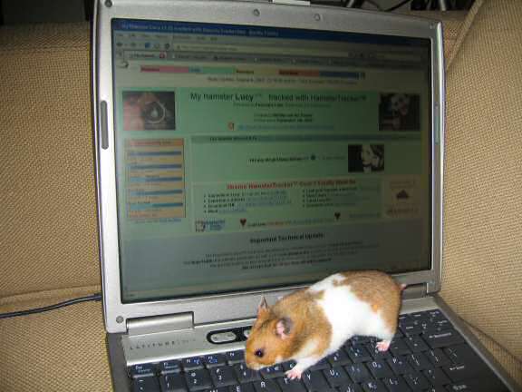 Showing my hamster Lucy (3.0) the HamsterTracker.com website.