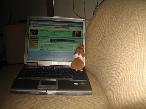 Showing my hamster Lucy (3.0) the HamsterTracker.com website.