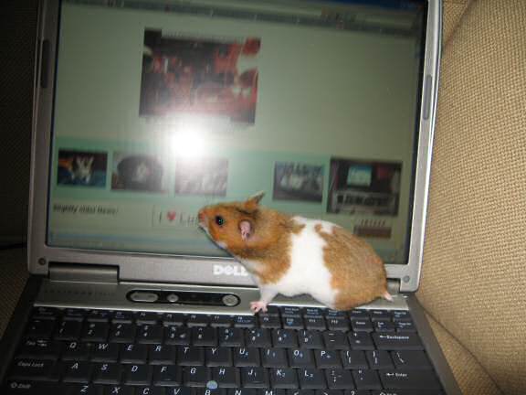 Showing my hamster Lucy (3.0) the HamsterTracker.com website.