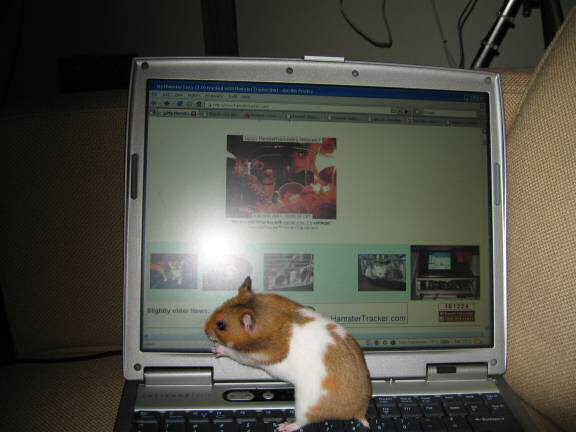 Showing my hamster Lucy (3.0) the HamsterTracker.com website.