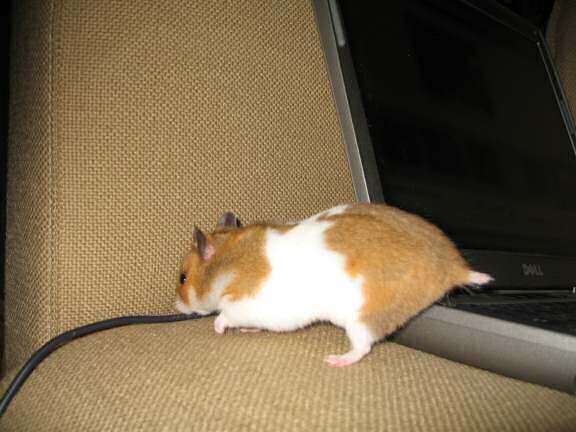 Showing my hamster Lucy (3.0) the HamsterTracker.com website.