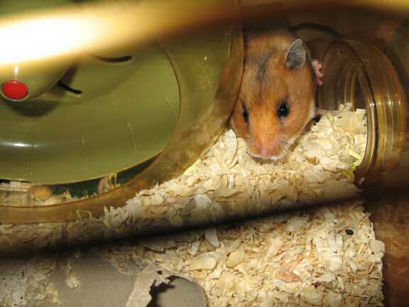 My hamster Lucy annoyed by the current HamsterTracker.com Registrar's service.