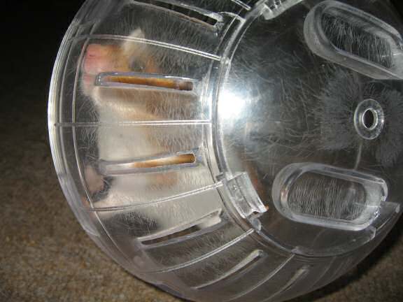 My hamster Lucy exploring in her Explorer Ball during the Cage Transformation.
