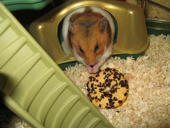My hamster Lucy enjoying a Tomato flavoured Hamster Donut.