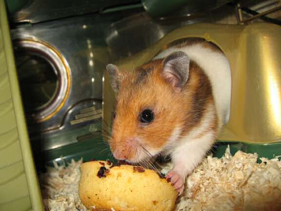 My hamster Lucy enjoying a Tomato flavoured Hamster Donut.