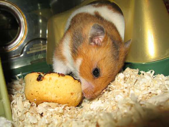 My hamster Lucy enjoying a Tomato flavoured Hamster Donut.