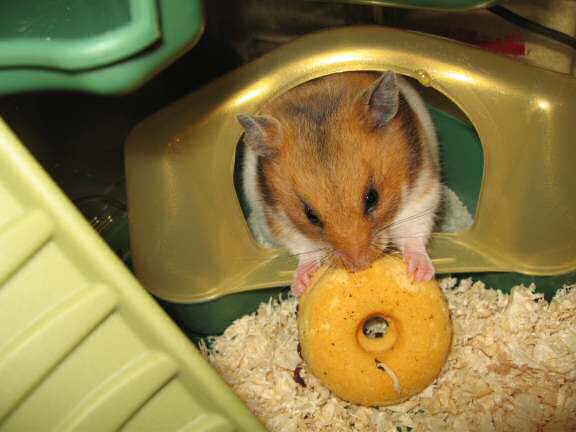 My hamster Lucy enjoying a Tomato flavoured Hamster Donut.