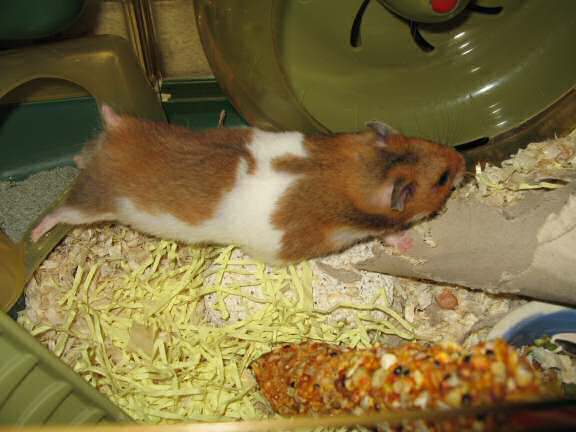 Updating my hamster Lucy on the ISP transfer.