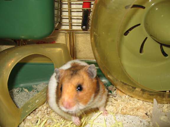 Updating my hamster Lucy on the ISP transfer.