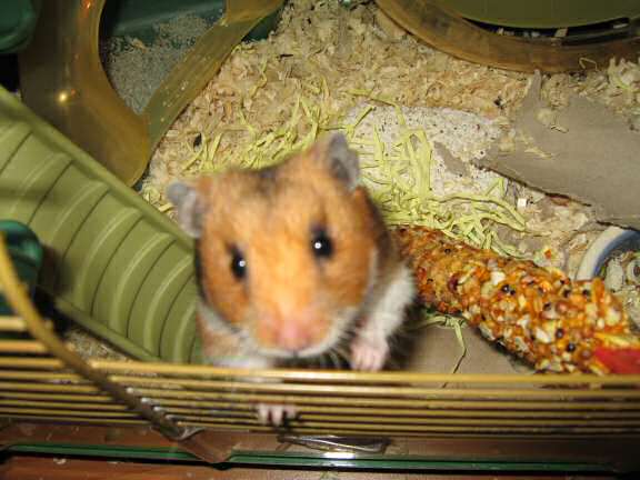 Updating my hamster Lucy on the ISP transfer.