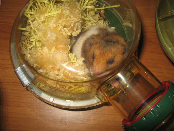 Updating my hamster Lucy on the ISP transfer, update: (Lost_Count +1).