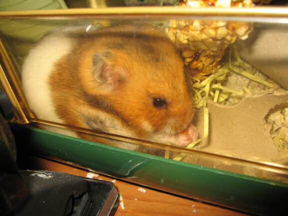 Updating my hamster Lucy on the ISP transfer, update: (Lost_Count +1).