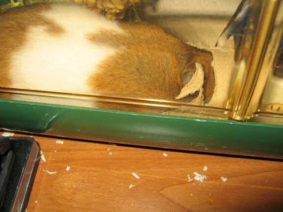 Updating my hamster Lucy on the ISP transfer, update: (Lost_Count +1).