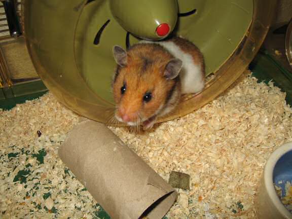 Having fun with my hamster Lucy.