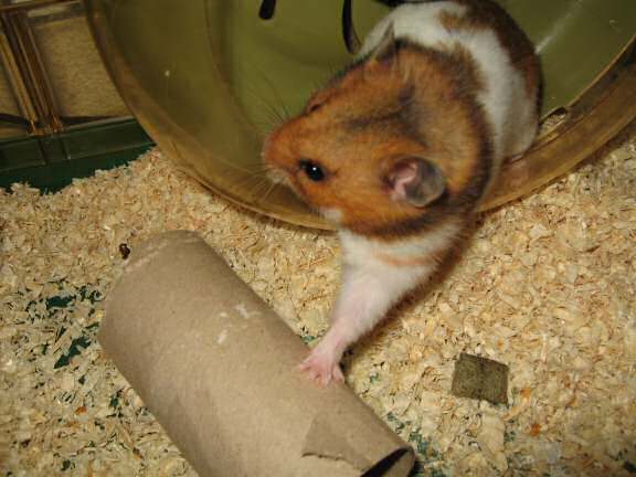 Having fun with my hamster Lucy.