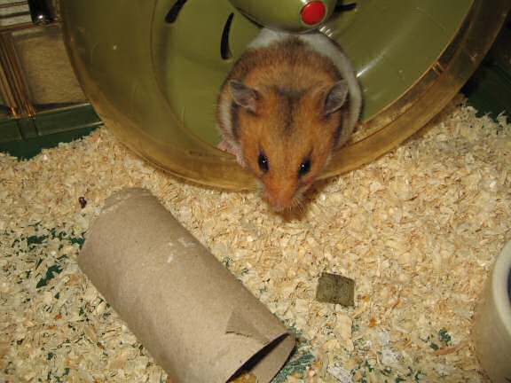 Having fun with my hamster Lucy.